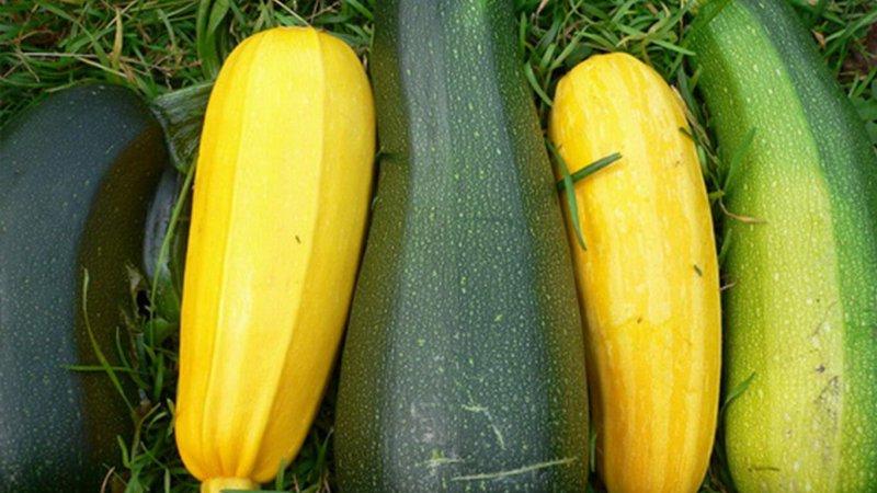 What and how to store zucchini for a long time - creating ideal conditions