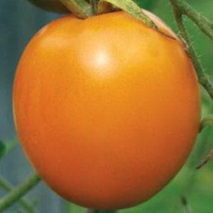 A bright variety with a rich harvest and rich taste - the Eldorado tomato and the features of its cultivation