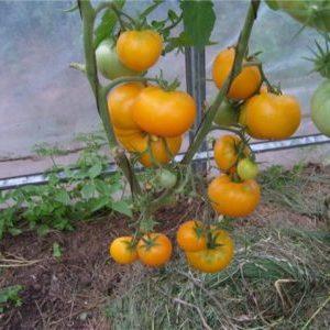 A bright variety with a rich harvest and rich taste - the Eldorado tomato and the features of its cultivation