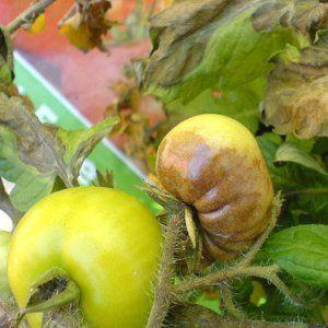 A bright variety with a rich harvest and rich taste - the Eldorado tomato and the features of its cultivation
