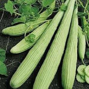 What is lagenaria: beneficial properties and interesting facts about the plant