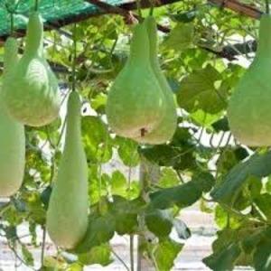 What is lagenaria: beneficial properties and interesting facts about the plant