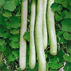 What is lagenaria: beneficial properties and interesting facts about the plant