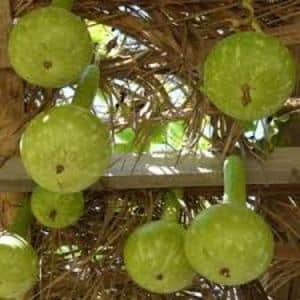 What is lagenaria: beneficial properties and interesting facts about the plant