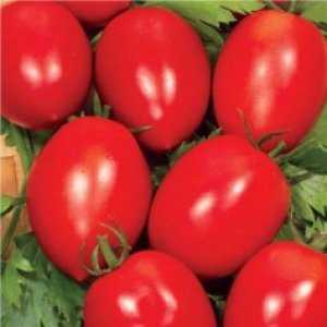 One of the best varieties for canning is the early-ripening and high-yielding tomato Novichok