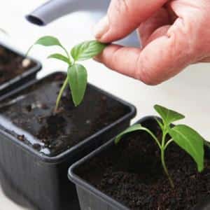 An unusual fruit with an original name: the Red Banana tomato - what is it good for and how to grow it yourself