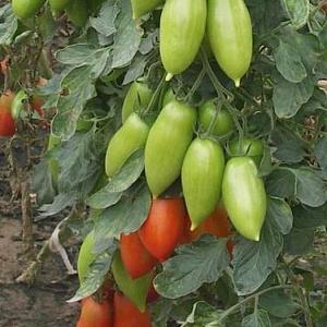 An unusual fruit with an original name: the Red Banana tomato - what is it good for and how to grow it yourself