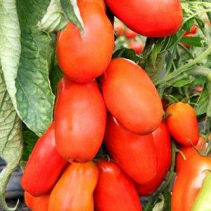 An unusual fruit with an original name: the Red Banana tomato - what is it good for and how to grow it yourself