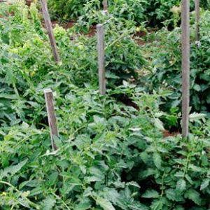 Methods for gartering tomatoes in open ground: how to do it correctly and is it necessary at all?