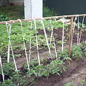 Methods for gartering tomatoes in open ground: how to do it correctly and is it necessary at all?