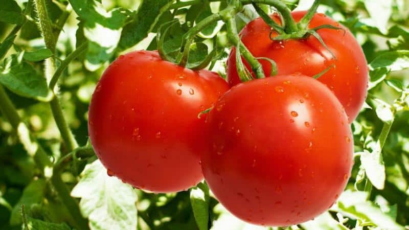 Methods for gartering tomatoes in open ground: how to do it correctly and is it necessary at all?
