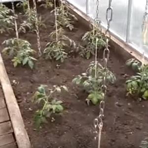 Methods for gartering tomatoes in open ground: how to do it correctly and is it necessary at all?