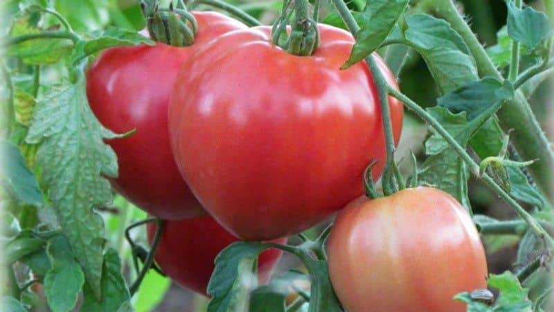 A large, prolific salad variety of tomatoes, Abakan pink: let’s get to know each other better and try to grow