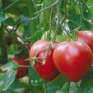 A large, prolific salad variety of tomatoes, Abakan pink: let’s get to know each other better and try to grow