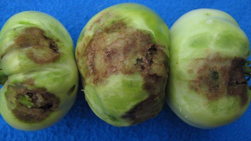 Why do light spots appear on tomato leaves: determine the cause and save your harvest