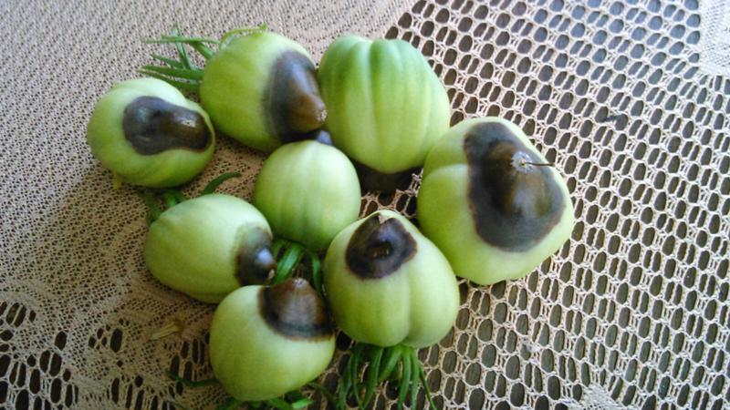Why do light spots appear on tomato leaves: determine the cause and save your harvest