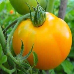 Record content of nutrients, bright appearance and rich taste - Golden Heart tomato