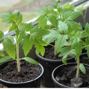 Record content of nutrients, bright appearance and rich taste - Golden Heart tomato