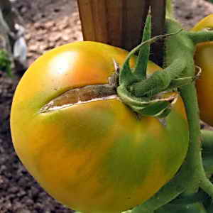 Record content of nutrients, bright appearance and rich taste - Golden Heart tomato
