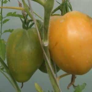 Record content of nutrients, bright appearance and rich taste - Golden Heart tomato