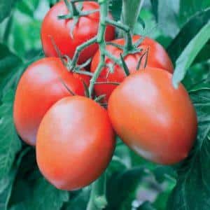 A guest in the garden named after a star: the Canopus tomato