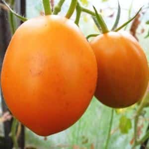 A guest in the garden named after a star: the Canopus tomato