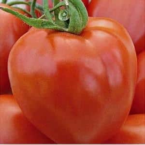 A guest in the garden named after a star: the Canopus tomato