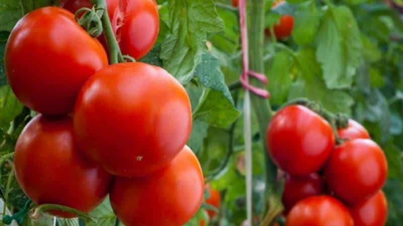 What is good about the Kostroma tomato and why summer residents love it so much