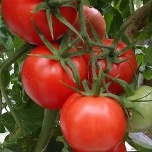 What is good about the Kostroma tomato and why summer residents love it so much