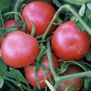 What is good about the Kostroma tomato and why summer residents love it so much