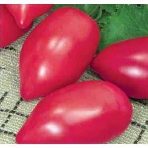 Capricious to care for, but loved by summer residents, the Pink Flamingo tomato: characteristics and description of the variety
