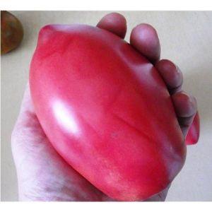 Capricious to care for, but loved by summer residents, the Pink Flamingo tomato: characteristics and description of the variety