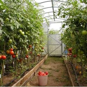 Growing a record harvest of tomatoes in a polycarbonate greenhouse: planting and care, advice from agronomists