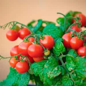 A bright and tasty decoration for garden beds - tomato Cranberry in sugar