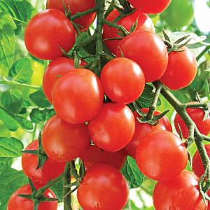 Miniature bushes with tomato crumbs - garden bed decoration: Caramel tomato and tips for growing it