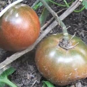 A new product from breeders that has become a favorite among gardeners - the Chocolate Miracle tomato: reviews and photos of the harvest