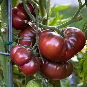 A new product from breeders that has become a favorite among gardeners - the Chocolate Miracle tomato: reviews and photos of the harvest