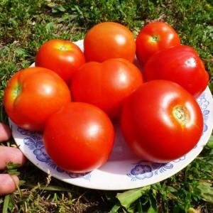 One of the sweetest greenhouse varieties - Alexander the Great tomato