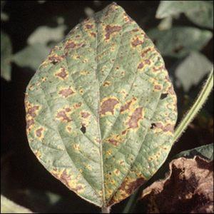 How to identify tomato septoria and get rid of it: effective remedies and traditional methods of treatment