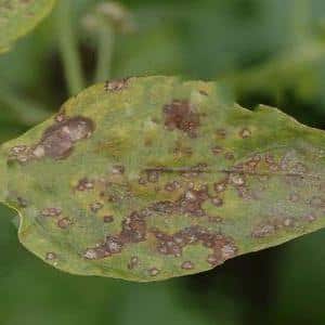 How to identify tomato septoria and get rid of it: effective remedies and traditional methods of treatment