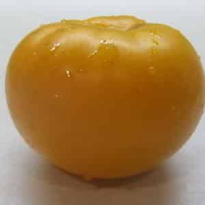 A beautiful person in your garden - the Golden Queen tomato: early ripening, bright and so adored by aesthete summer residents