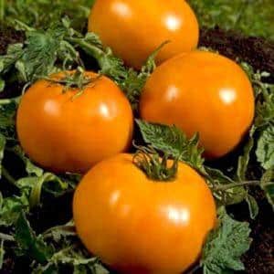 A beautiful person in your garden - the Golden Queen tomato: early ripening, bright and so adored by aesthete summer residents
