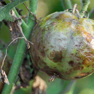 How and how to combat late blight on tomatoes in a greenhouse: the best methods and reviews from gardeners