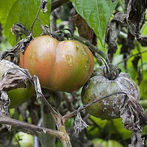 How and how to combat late blight on tomatoes in a greenhouse: the best methods and reviews from gardeners