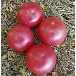 A tomato that looks and tastes perfect Early love: growing it right and setting yield records