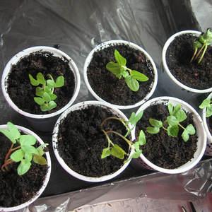 A tomato that looks and tastes perfect Early love: growing it right and setting yield records