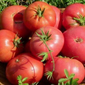 A tomato that looks and tastes perfect Early love: growing it right and setting yield records