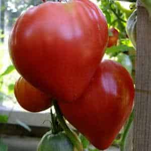 How to grow a Mazarin tomato in the country - instructions from preparing seeds to harvesting