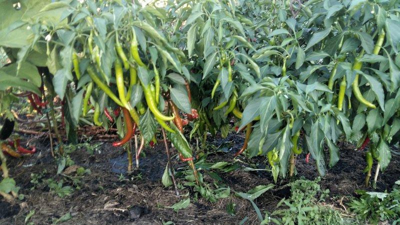 What you shouldn’t plant hot pepper next to: crop rotation rules and growing secrets