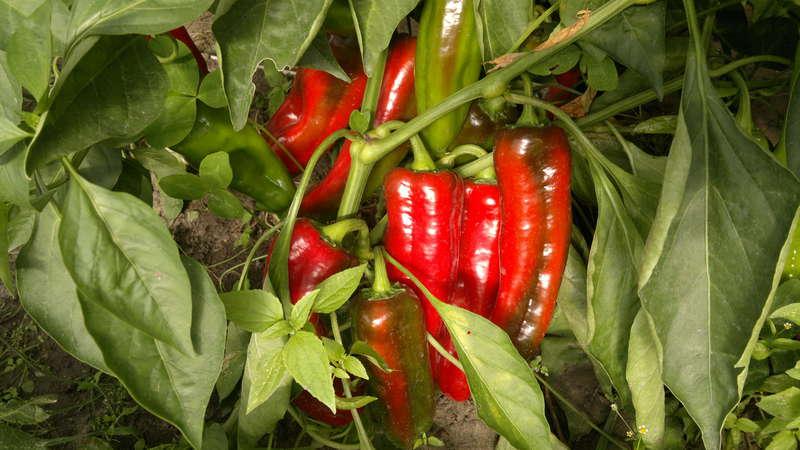 What you shouldn’t plant hot pepper next to: crop rotation rules and growing secrets